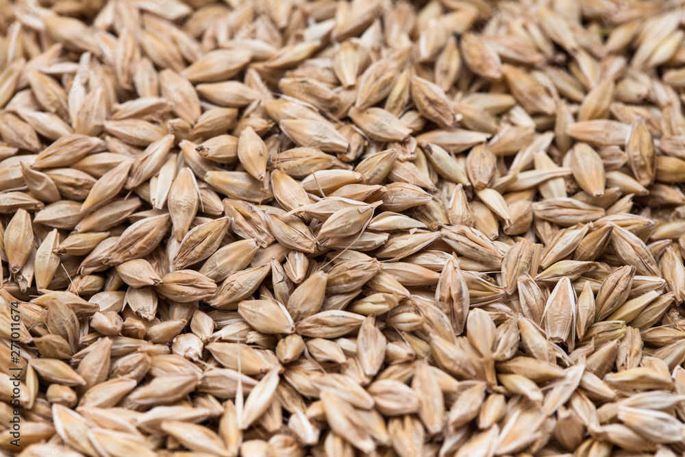 Background Top view of barley grains Background Top view of barley grains