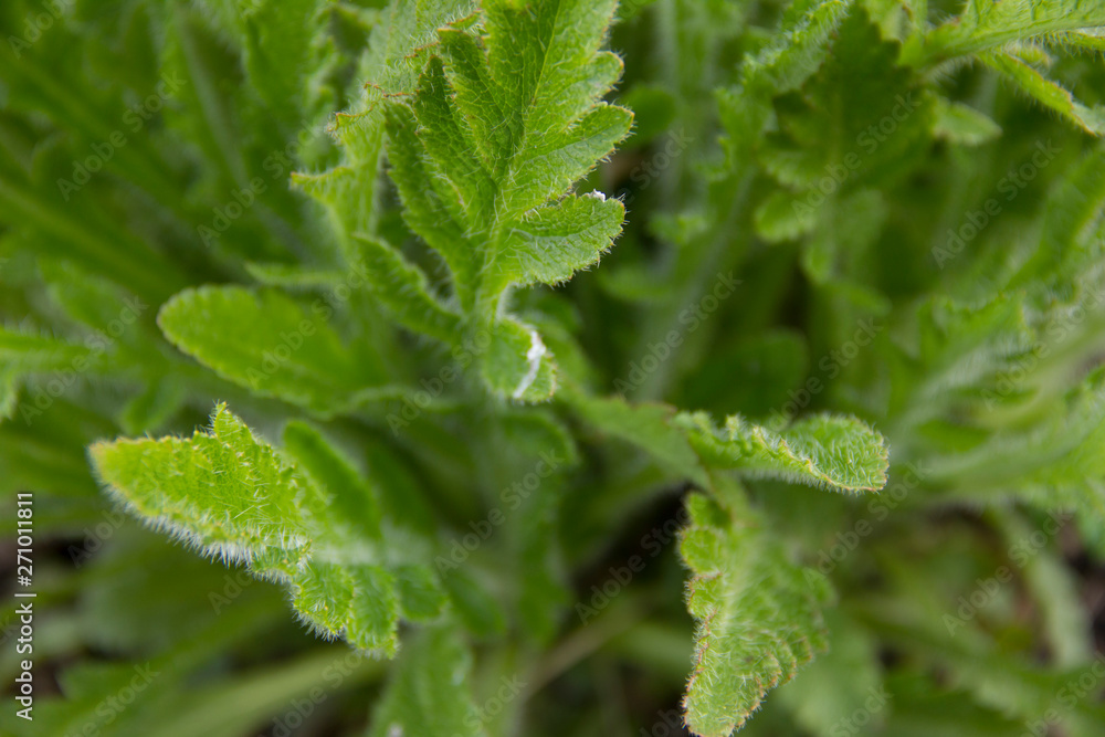 leaves of flowers make their way in spring. The beginning of the growth of flowers. Green leaves leaves of flowers make their way in spring. The beginning of the growth of flowers. Green leaves