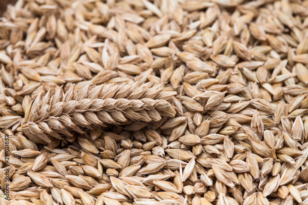 Close up of Ears wheat and grains on white background Close up of Ears wheat and grains on white background