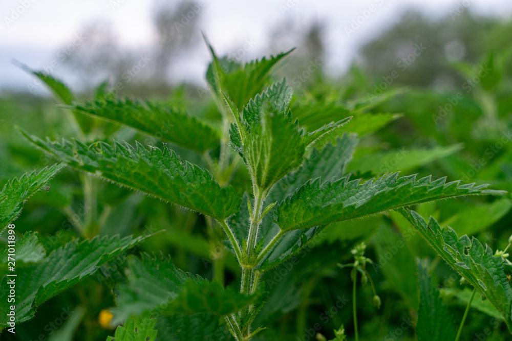 Detailed photo of the little spring green nettle Detailed photo of the little spring green nettle