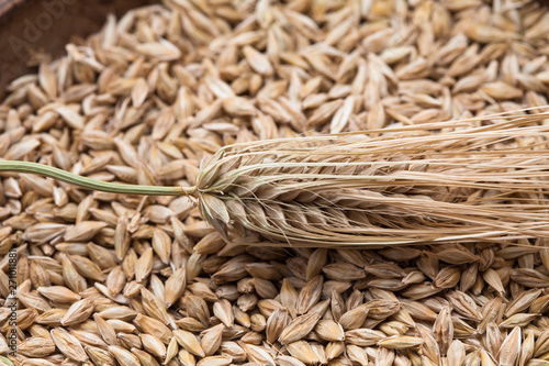 Close up of Ears wheat and grains on white background