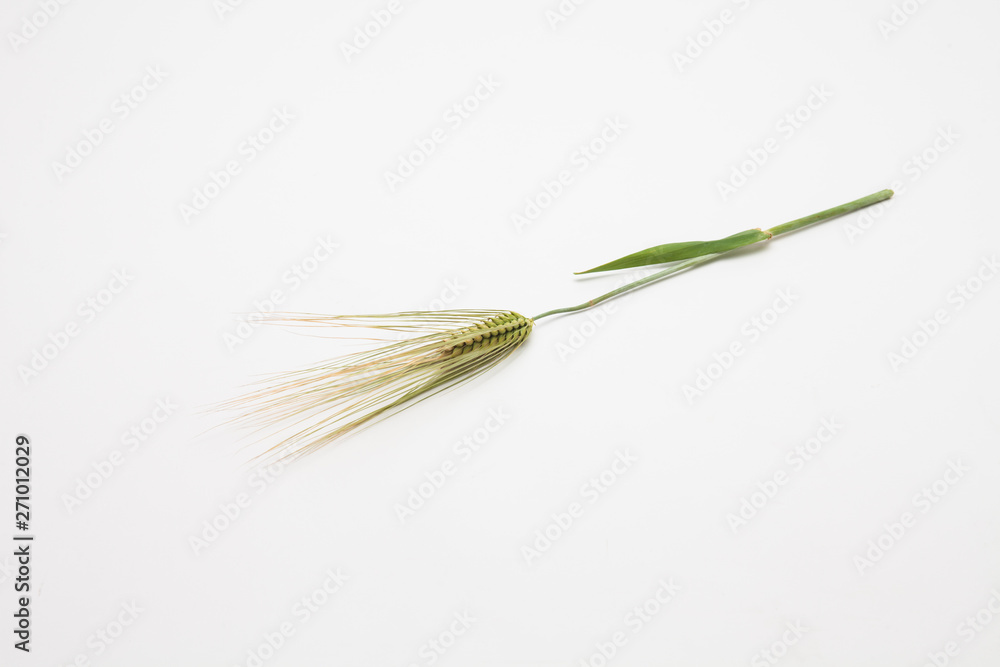  Spike of wheat isolated