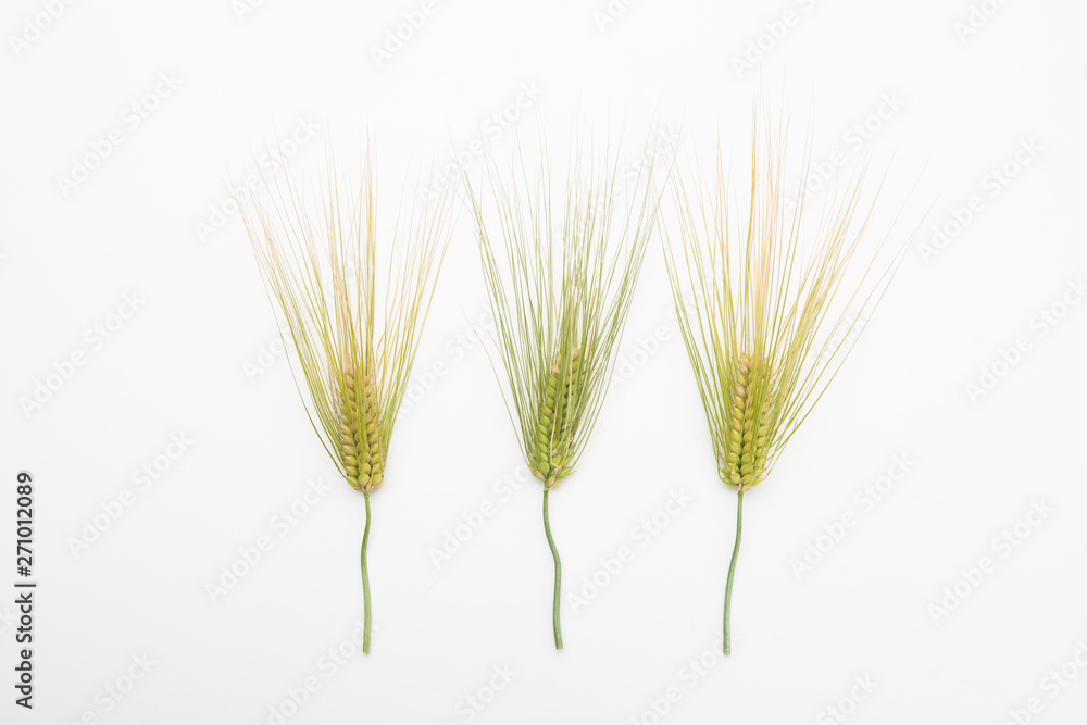  Spike of wheat isolated