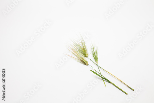  Spike of wheat isolated
