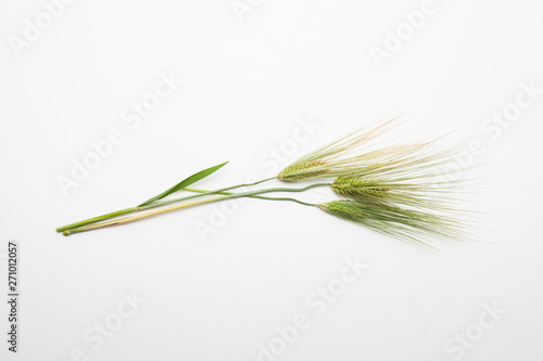  Spike of wheat isolated