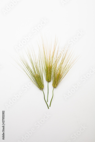  Spike of wheat isolated