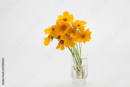 Decorative Orange flowers yellow cosmos