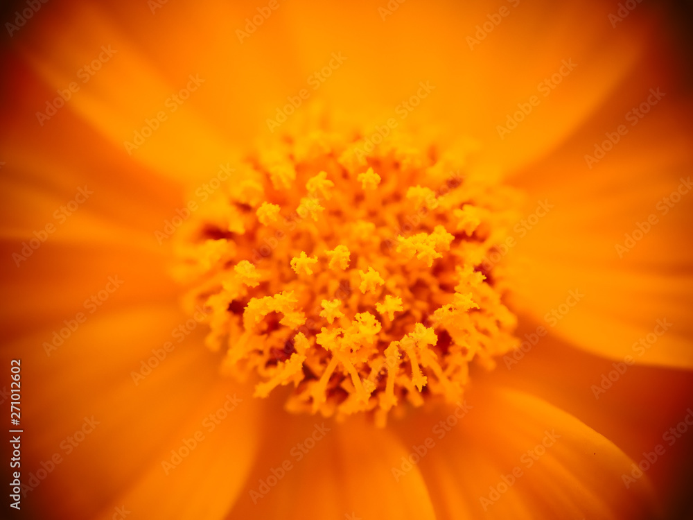 Beautiful close up of yellow cosmos flower Beautiful close up of yellow cosmos flower
