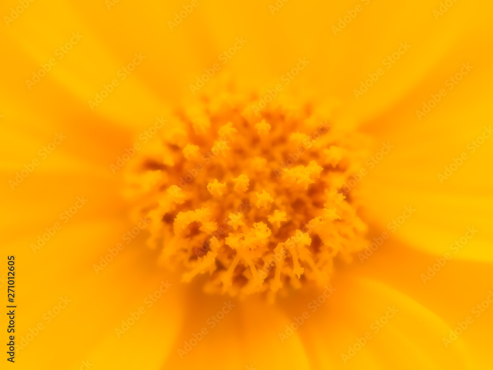 Beautiful close up of yellow cosmos flower Beautiful close up of yellow cosmos flower