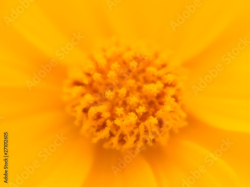  Beautiful close up of yellow cosmos flower