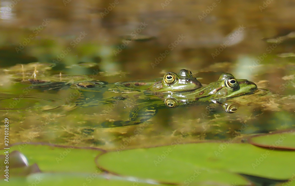 Fototapeta premium Small green water frog couple on courtship