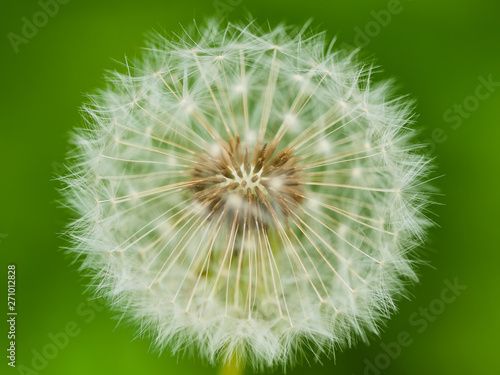 Dandelion flower for abstract natural background for design