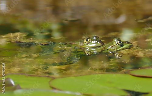 Small green water frog couple on courtship