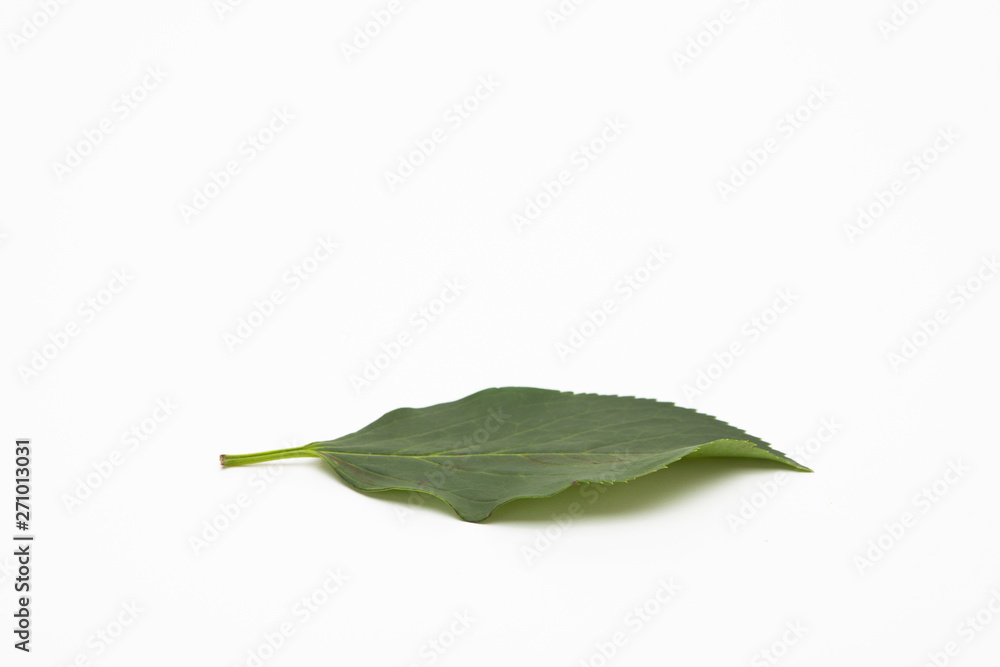 Fototapeta premium Wild green leaf isolated