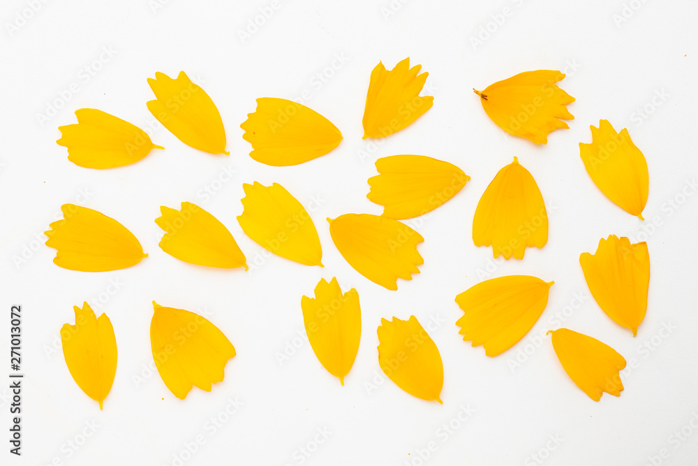 Fototapeta premium Beautiful yellow cosmos floral leaf petal concept on white