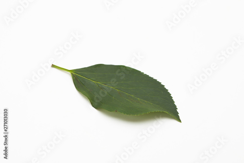 Wild green leaf isolated