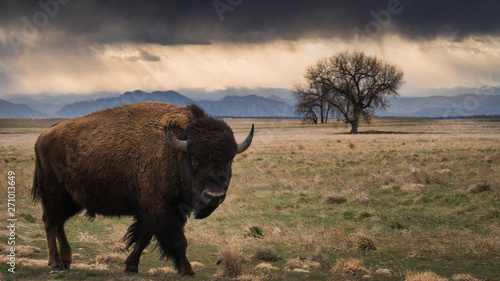 Bison walking in the prairie photo