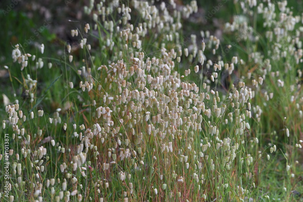 Fototapeta premium Big quaking grass (Briza maxima)