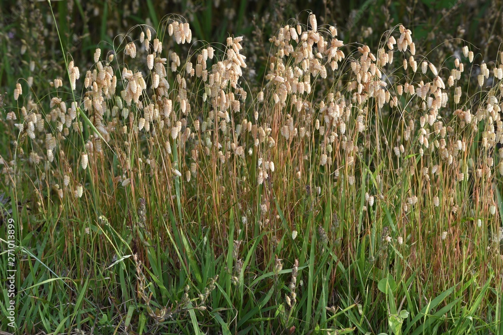 Fototapeta premium Big quaking grass (Briza maxima)
