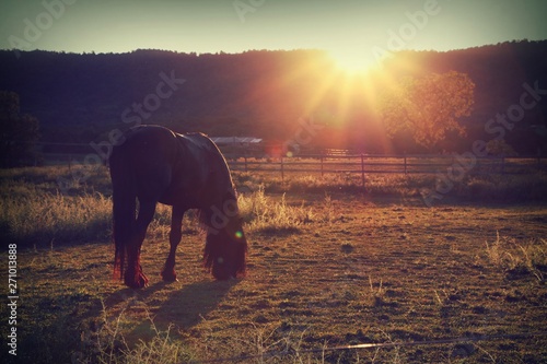 Sunburst Meadow