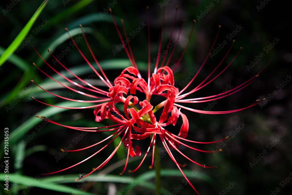 曼珠沙華の花 曼珠沙華の花