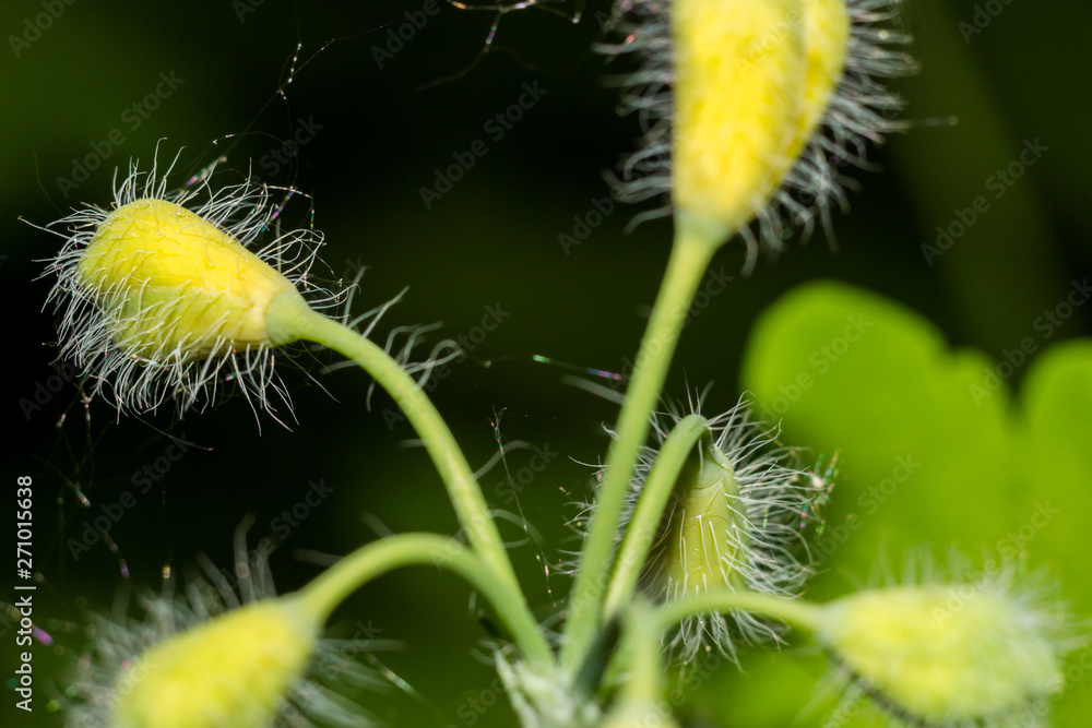 Buds plants Chelidonium majus (commonly known as greater celandine, nipplewort, swallowwort, tetterwort) in macro Buds plants Chelidonium majus (commonly known as greater celandine, nipplewort, swallowwort, tetterwort) in macro