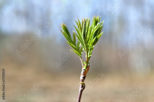 A branch of a young tree with tender unblown greens