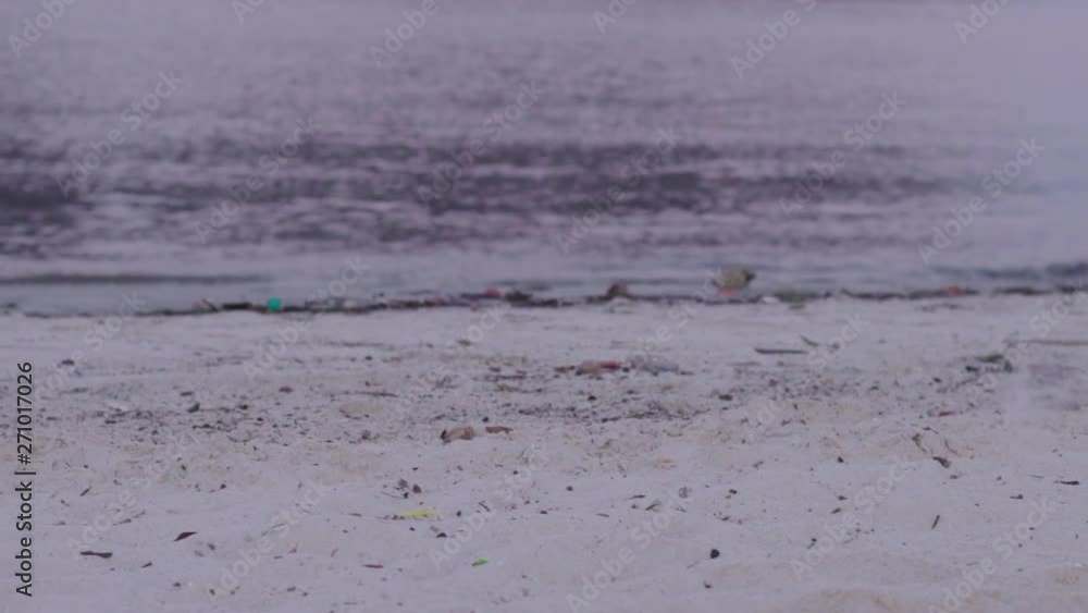 Slow Motion: Dog Running Along Beach Sand and Sniffing Something - Rio de Janeiro, Brazil Slow Motion: Dog Running Along Beach Sand and Sniffing Something - Rio de Janeiro, Brazil