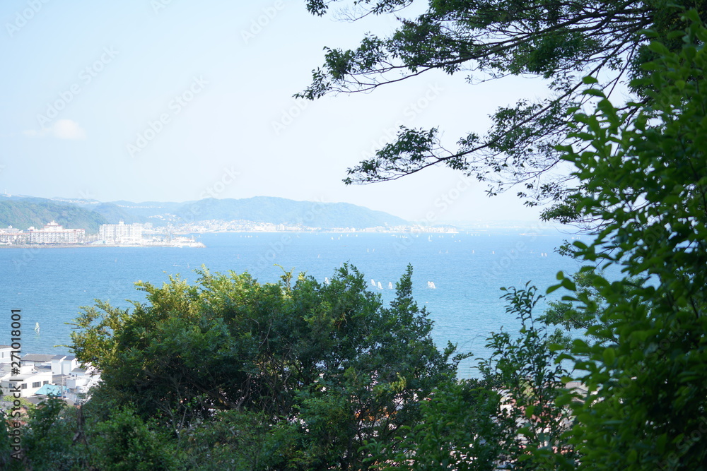 Obraz premium 鎌倉の紫陽花