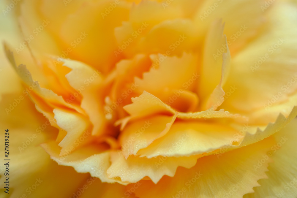 Bright and juicy yellow carnation flower close up Bright and juicy yellow carnation flower close up