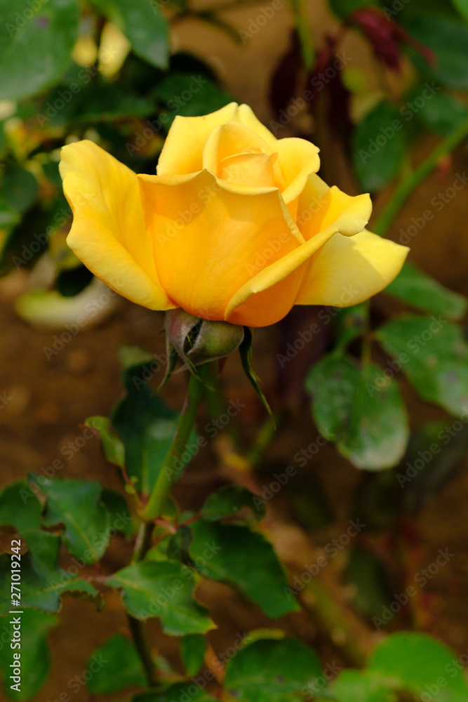Yellow rose close up on green background Yellow rose close up on green background
