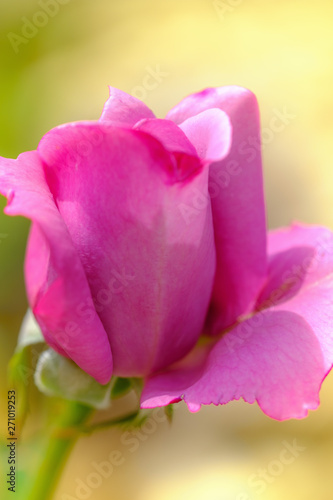 Fototapeta Naklejka Na Ścianę i Meble -  Pink rose close up on green background