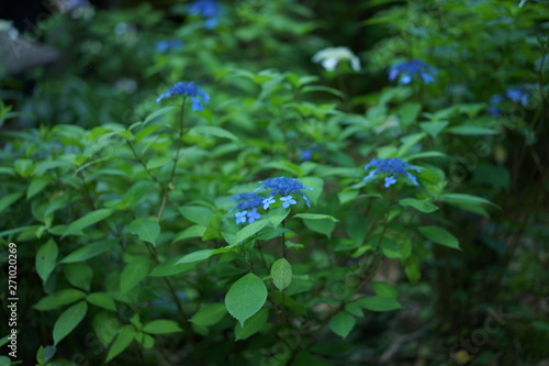 長谷寺の植物、花、紫陽花