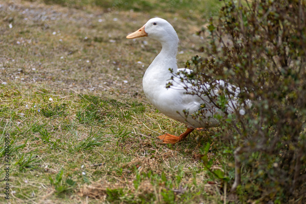 Obraz premium とり