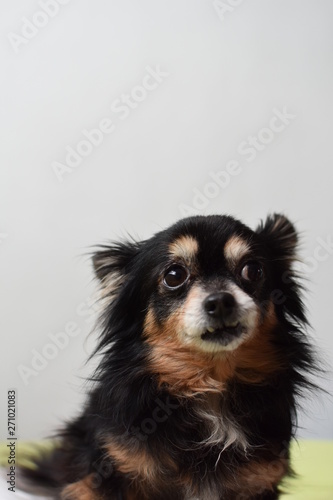 Retrato Chihuahua de pelo largo. © Azul