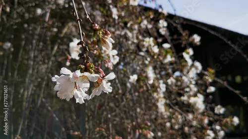 Close up shot of the beautiful Cerasus itosakura f. itosakura white flower blossom photo