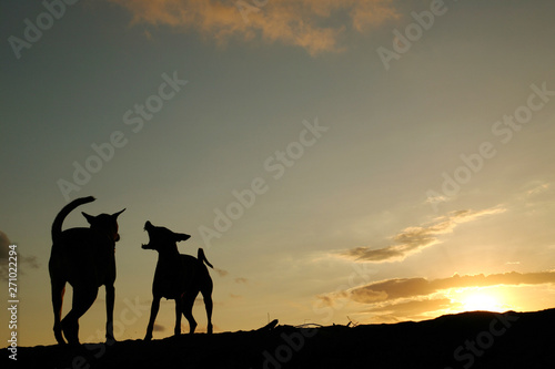dogs in sunset © iGrafia