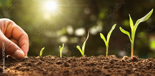 Slika na platnu hand planting corn seed of marrow in the vegetable garden with sunshine