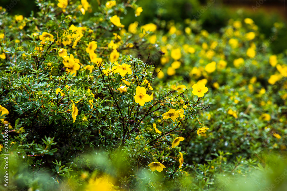 Yellow western buttercup ( Ranunculus occidentalis) background