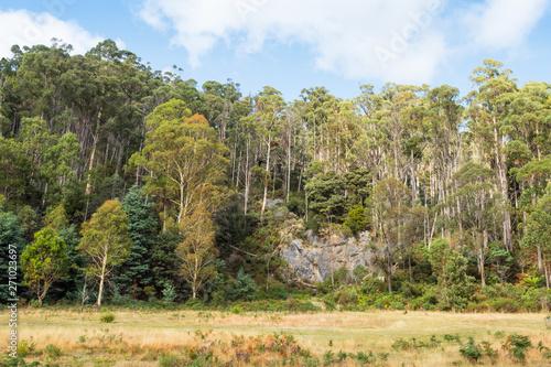 Forest Near Mole Creek
