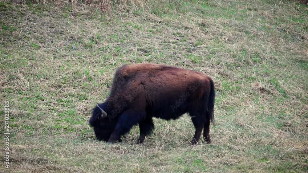American bison, buffalo, crossing the highway American bison, buffalo, crossing the highway