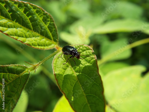 クワハムシ leaf beetle