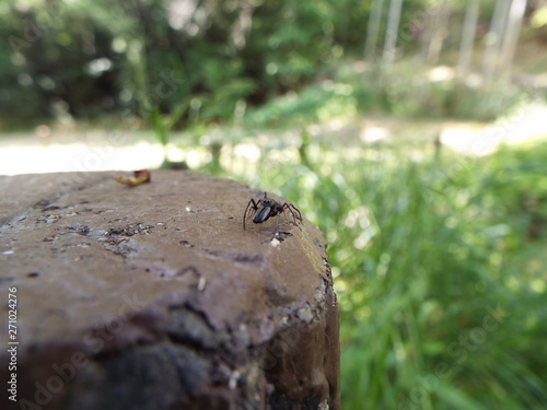 アリグモ spider like an ant photo