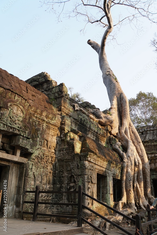 ta prohm temple in angkor cambodia