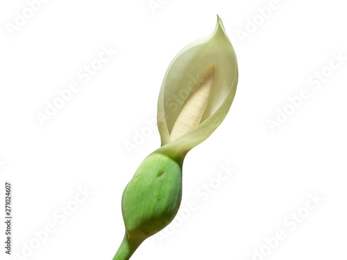 White flower of Bog Arum or Calla palustris isolated on white background. photo