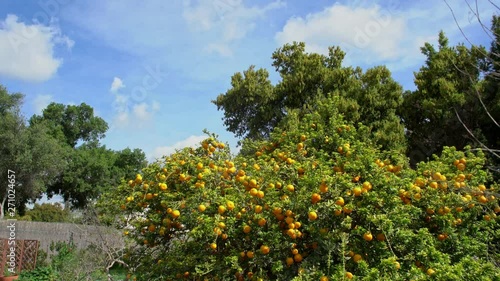 Natural scene around Huntington Library photo