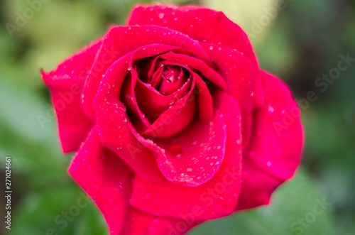 Closeup of a pink rose after a rain storm with shallow depth of field.