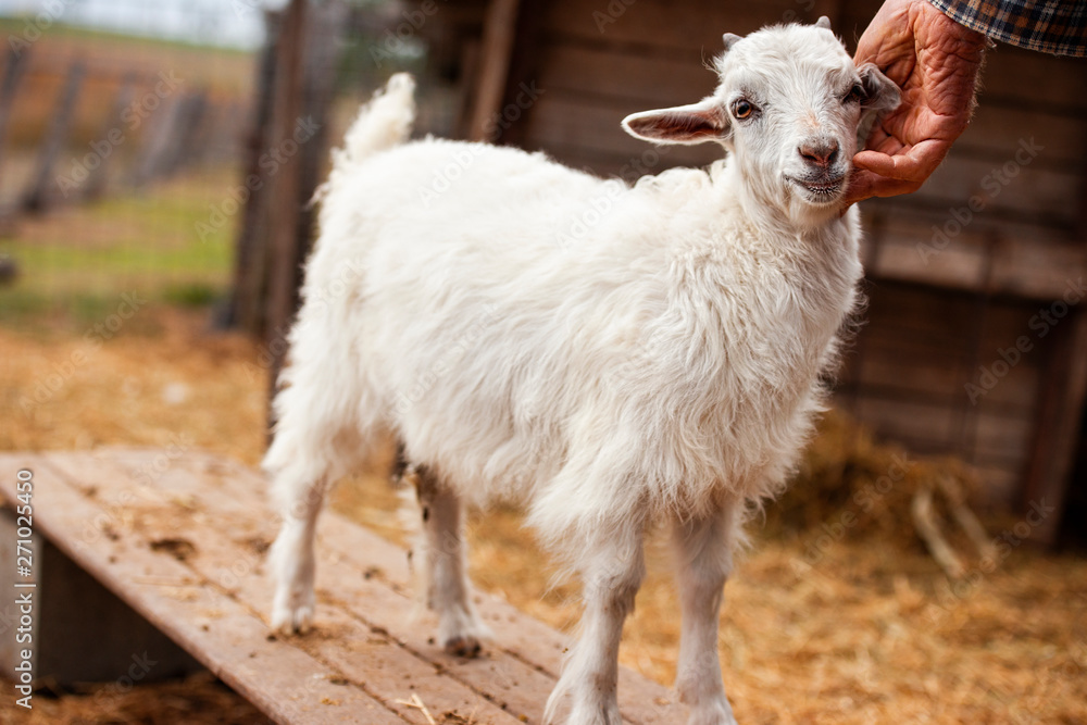 Obraz premium Goat outside during the day