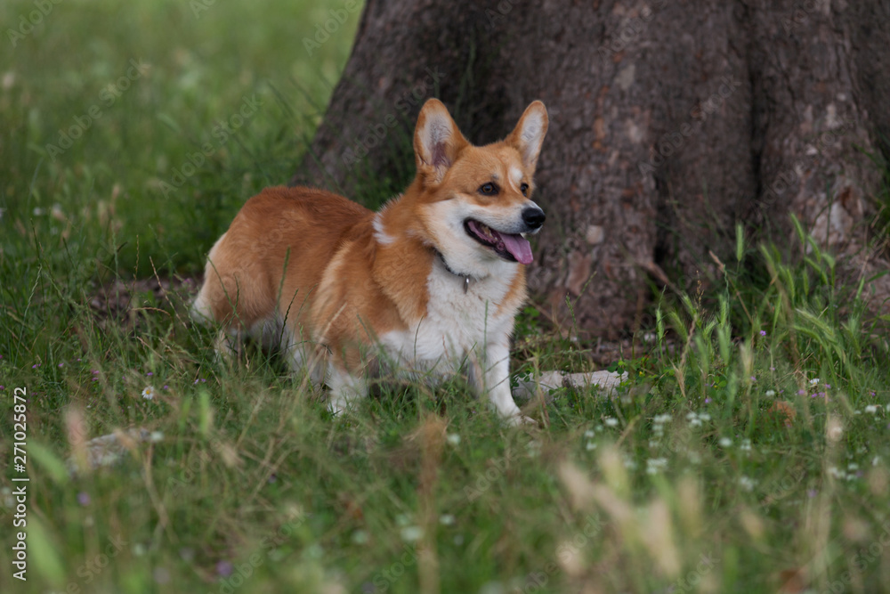 Dog in the park. Pembroke Welsh Corgi Dog in the park. Pembroke Welsh Corgi