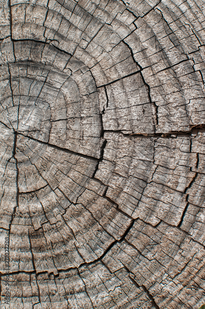 Fototapeta premium Tree cut log surface closeup as wooden background